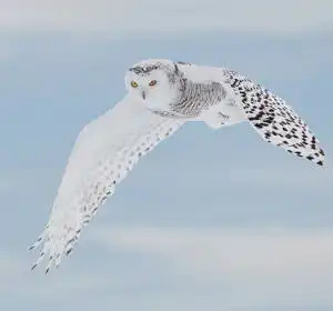 Snowy_Owls_-_Getting_the_Shot_html_3ad8afbf