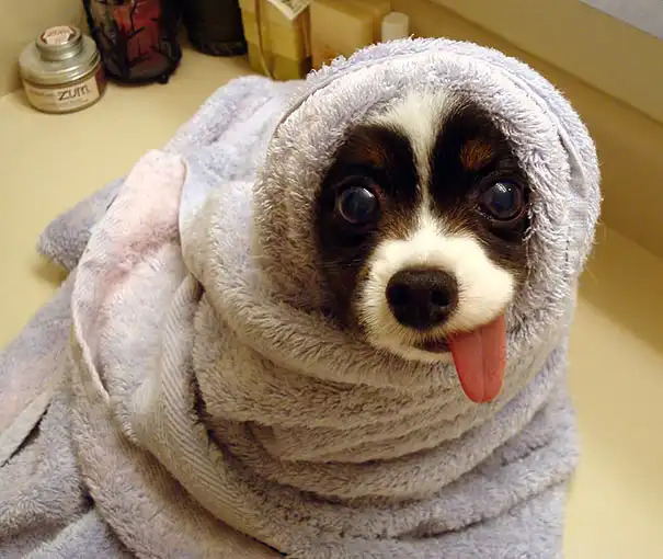 71 Most Hilarious and Funny Animal Faces in the Entire World