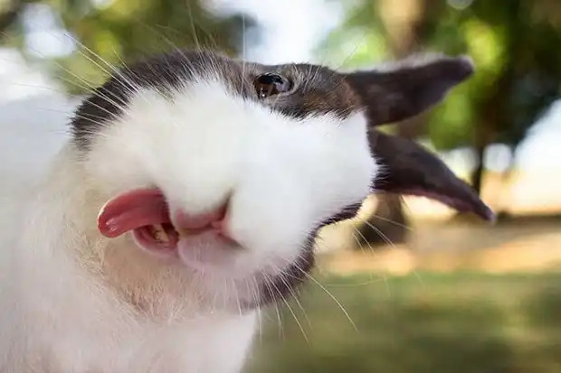 71 Most Hilarious and Funny Animal Faces in the Entire World 71 Most Hilarious and Funny Animal Faces in the Entire World