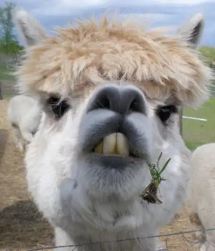 71 Most Hilarious and Funny Animal Faces in the Entire World 71 Most Hilarious and Funny Animal Faces in the Entire World