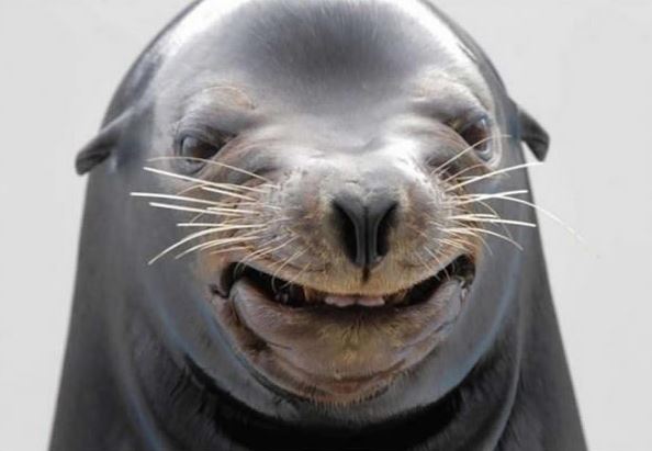 71 Most Hilarious and Funny Animal Faces in the Entire World