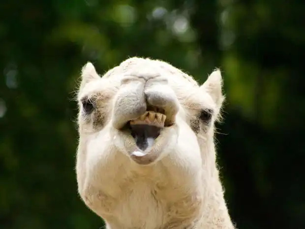 71 Most Hilarious and Funny Animal Faces in the Entire World 71 Most Hilarious and Funny Animal Faces in the Entire World