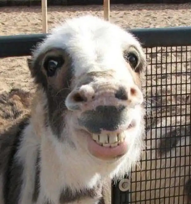 71 Most Hilarious and Funny Animal Faces in the Entire World