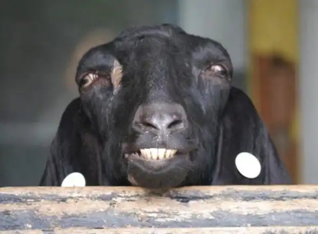 71 Most Hilarious and Funny Animal Faces in the Entire World 71 Most Hilarious and Funny Animal Faces in the Entire World