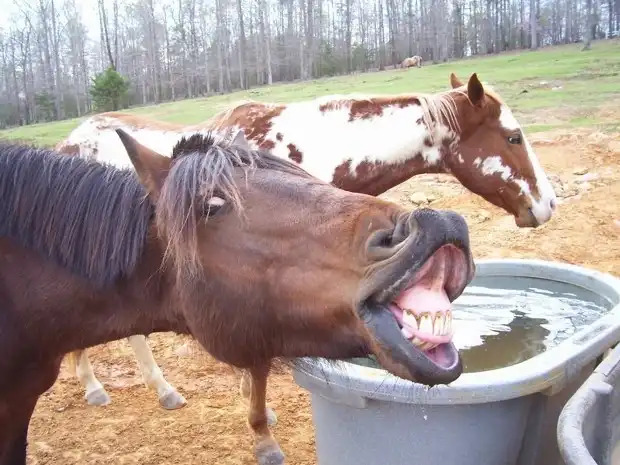 71 Most Hilarious and Funny Animal Faces in the Entire World