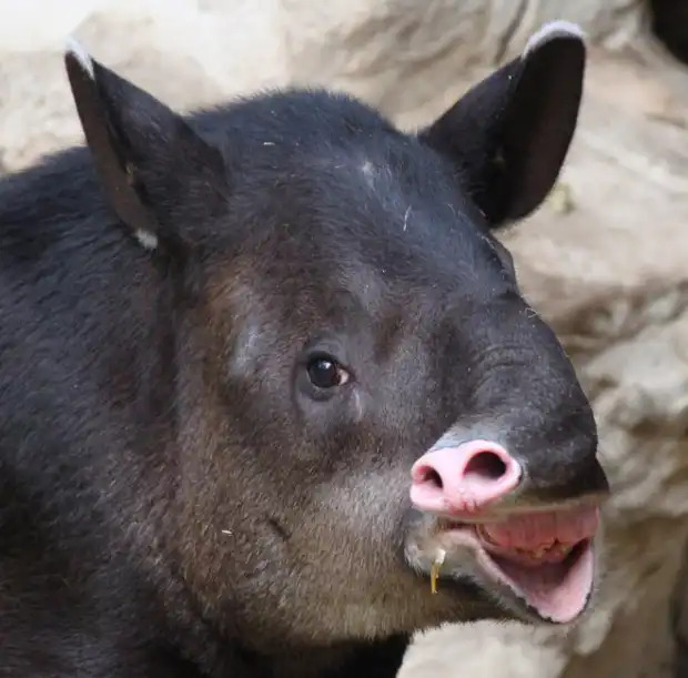 71 Most Hilarious and Funny Animal Faces in the Entire World 71 Most Hilarious and Funny Animal Faces in the Entire World