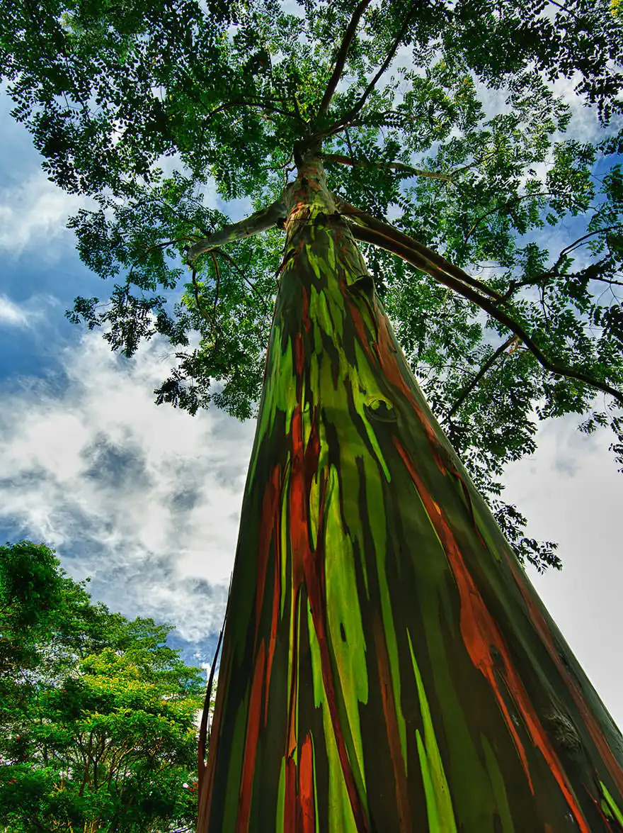 21 Insanely Photogenic Trees