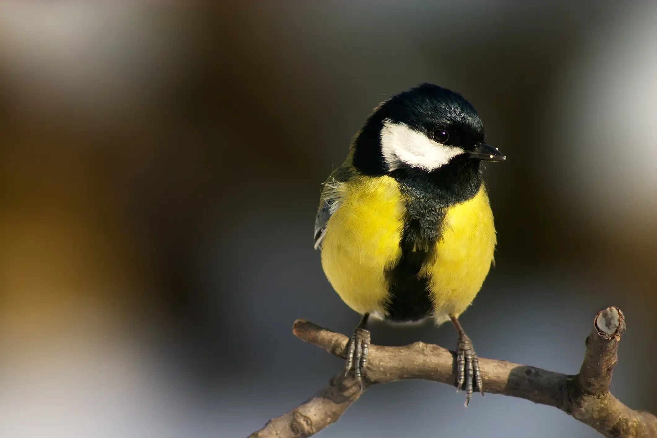 Bird Photography Basics for Beginners