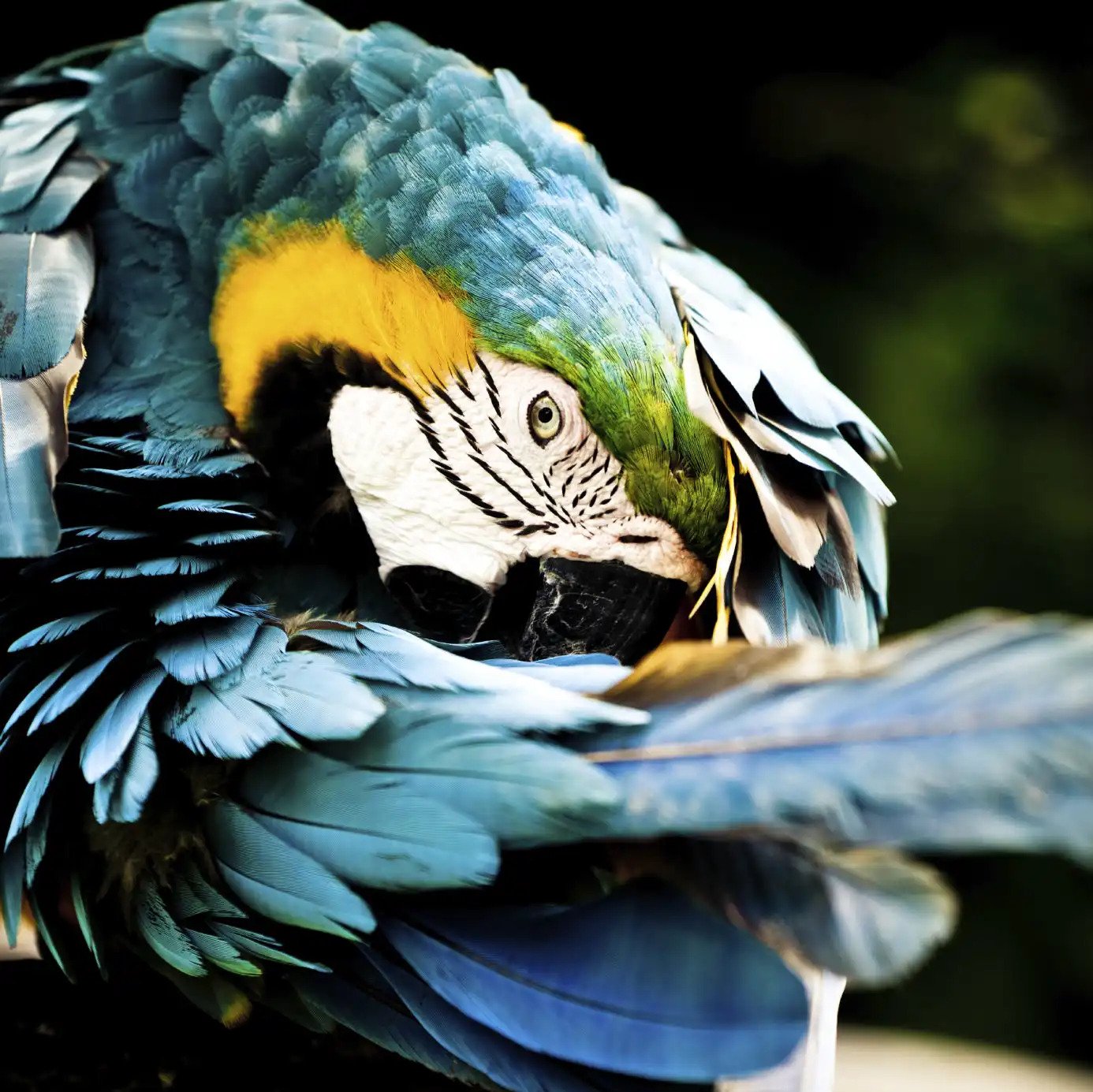 Exotic Birds Photo