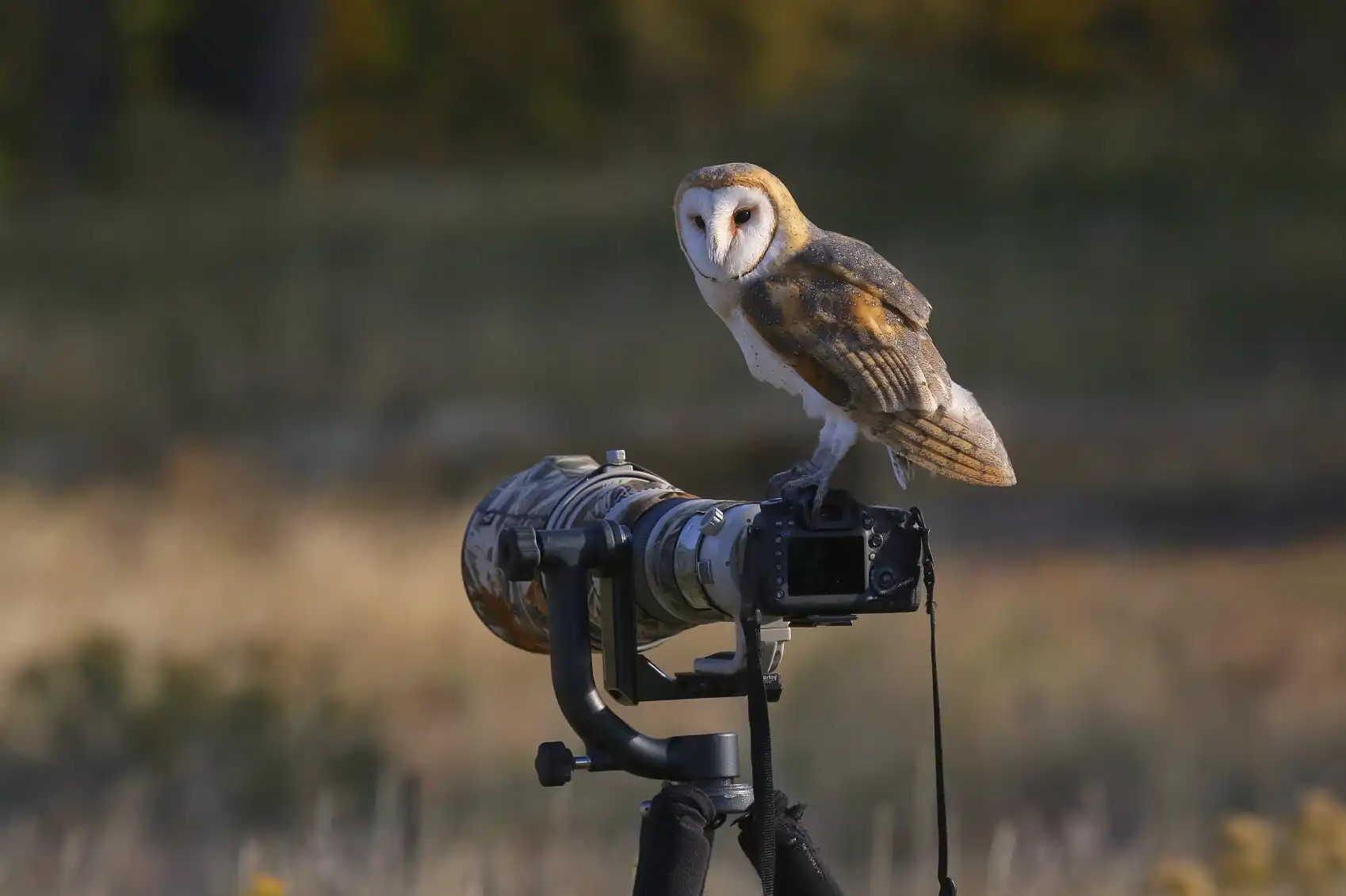 cameras in the birds
