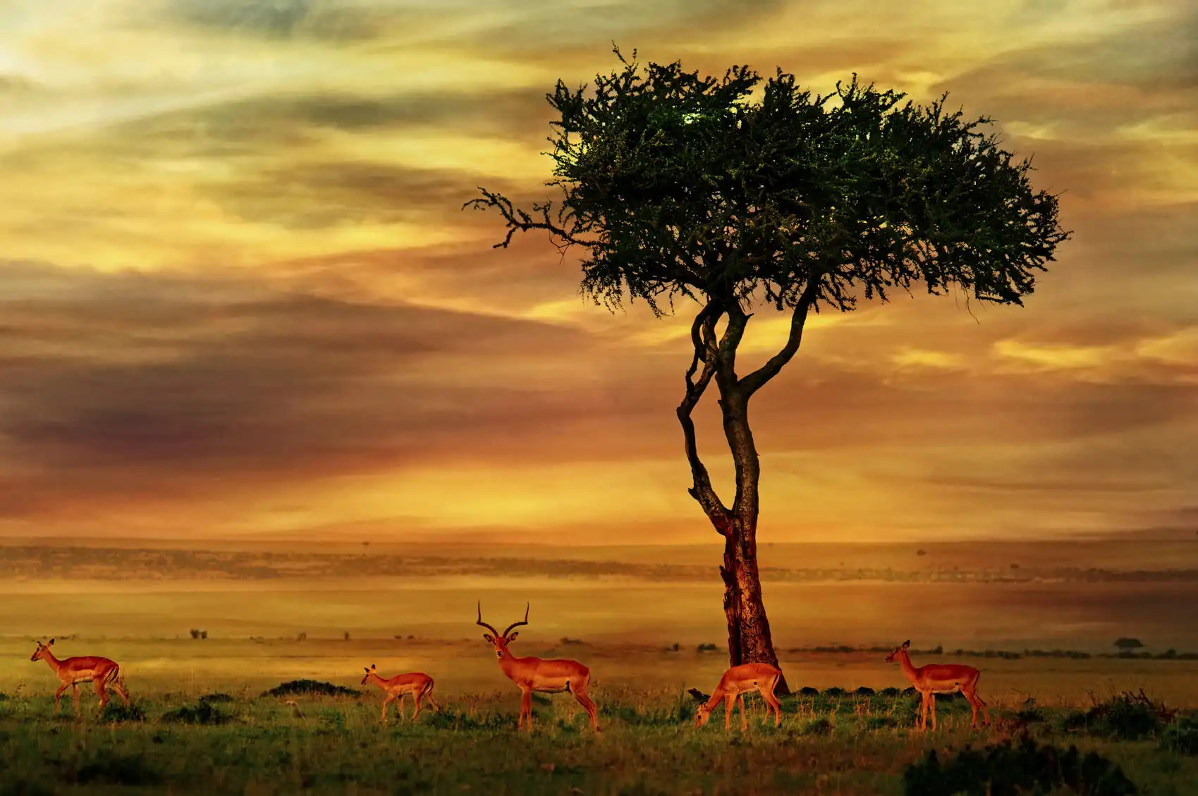 iStock 80567979 MEDIUM