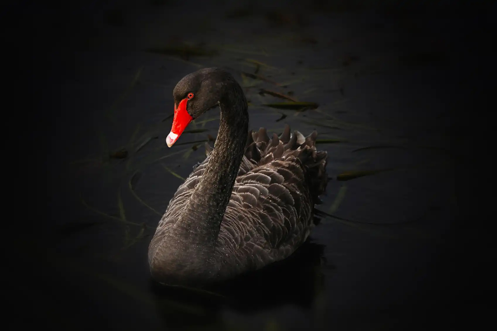 Nature and Wildlife Photography Tip: The Lightroom Editing Process From Start to Finish