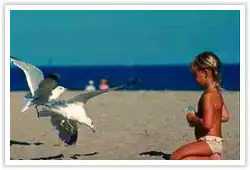 NYIP - Sea gulls and Child beacho0803 image