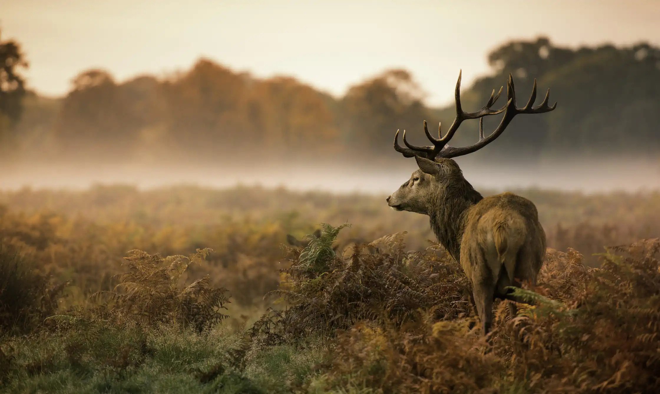 best full frame dslr for wildlife photography best full frame dslr for wildlife photography