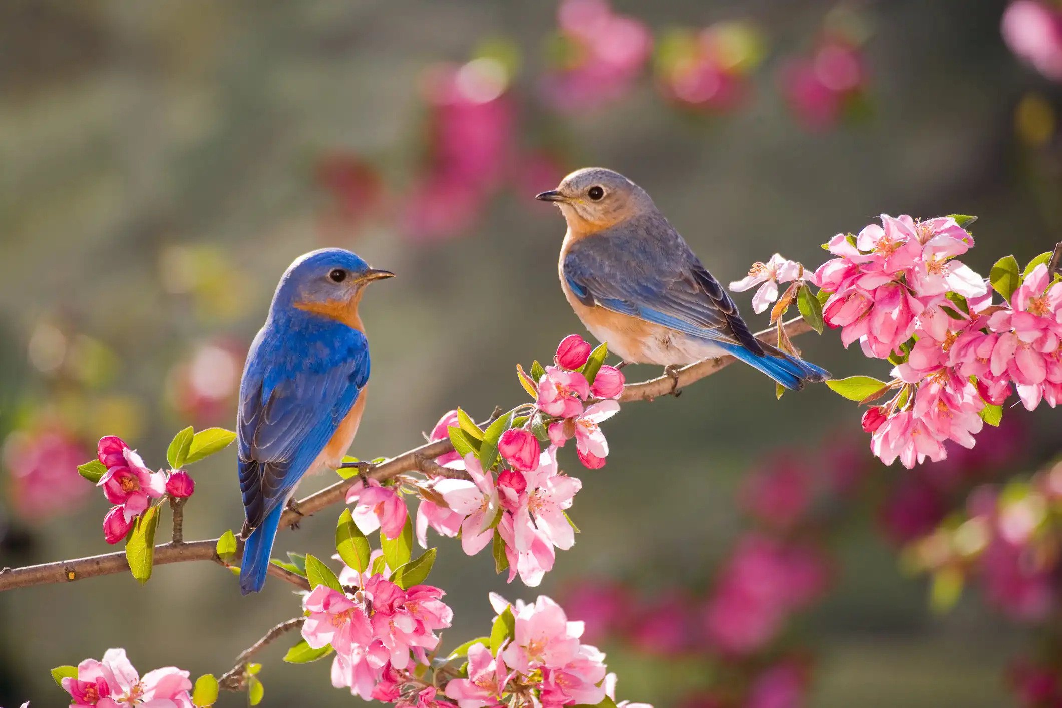 Inspirational Monday: Photographing Pairs in Nature