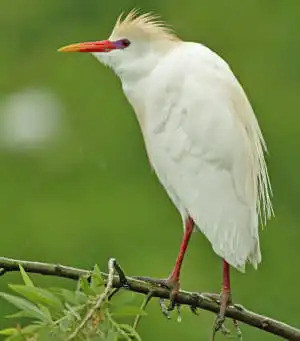 お得】 TAMRON SP AF Di LD 200-500mm F5-6.3 ミノルタ NWgKp
