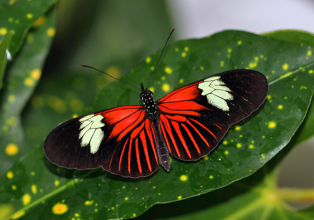 Black and Red Butterfly - Photography Forum