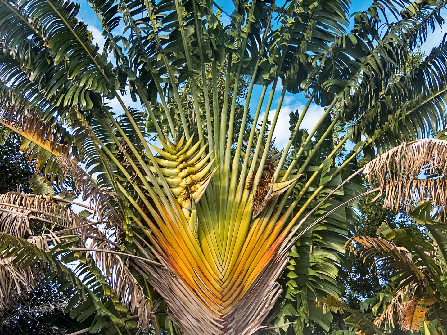 travellers palm australia