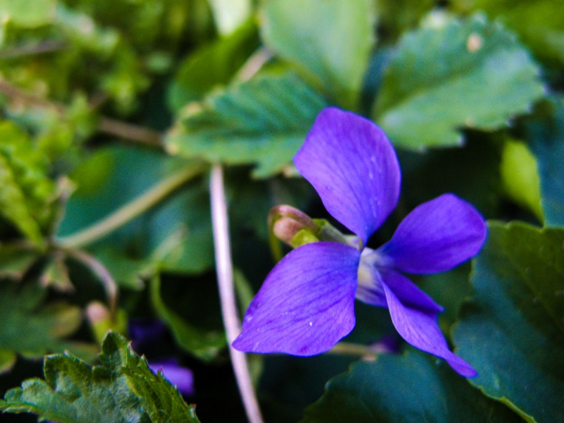 Purpleflowermajesty1.jpg