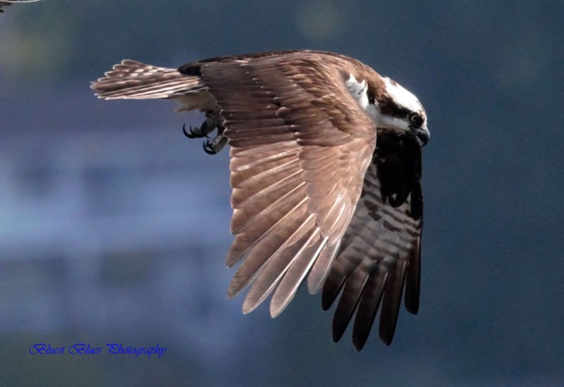 Osprey-Full-Flight.jpg